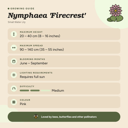 Nymphaea 'Firecrest'
