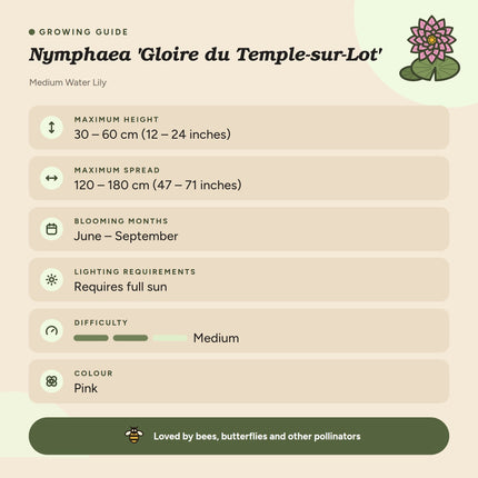 Nymphaea 'Gloire du Temple-sur-Lot'