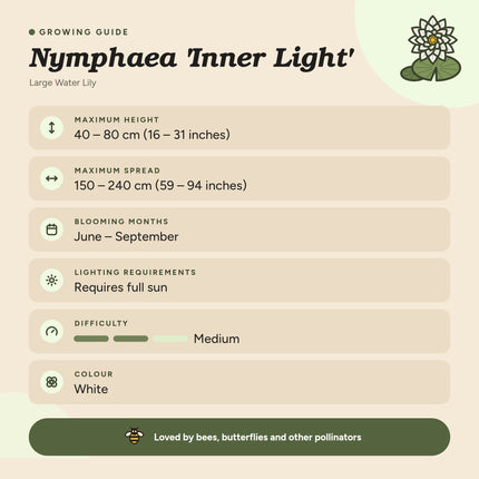 Nymphaea 'Inner Light'