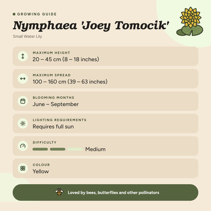 Nymphaea 'Joey Tomocik'
