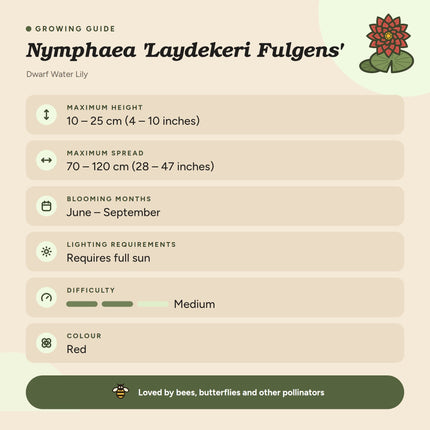 Nymphaea 'Laydekeri Fulgens'