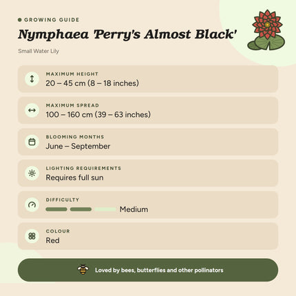 Nymphaea 'Perry's Almost Black'