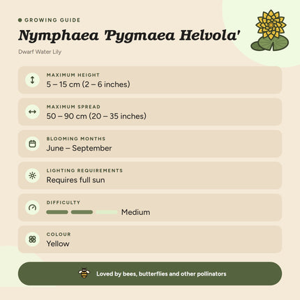 Nymphaea 'Pygmaea Helvola'