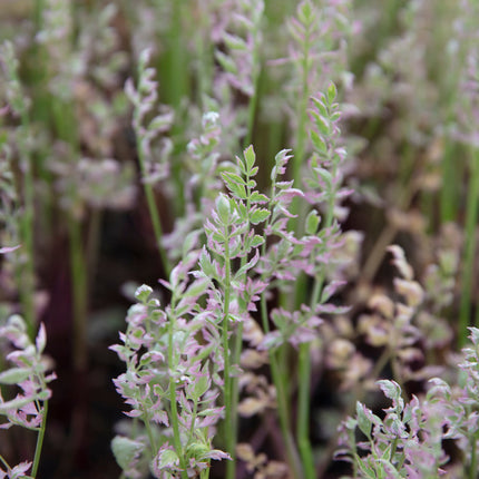Oenanthe javanica 'Flamingo'