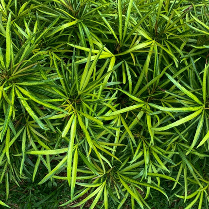 Ophiopogon japonicus
