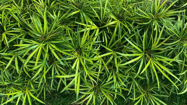 Ophiopogon japonicus
