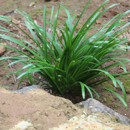 Ophiopogon japonicus