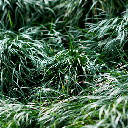 Ophiopogon japonicus