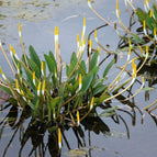 1 / 7cm Bareroot