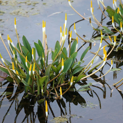 Orontium aquaticum