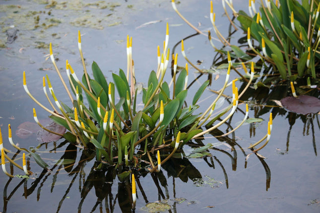 Orontium aquaticum