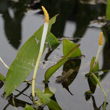 Orontium aquaticum