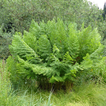 Osmunda regalis
