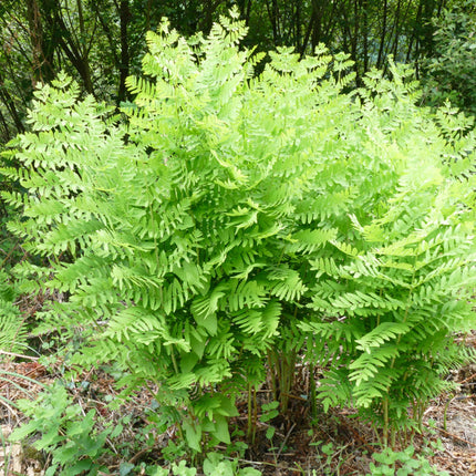 Osmunda regalis