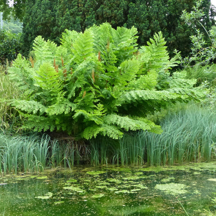 Osmunda regalis