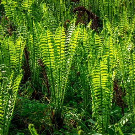 Osmunda regalis