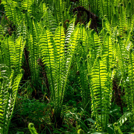Osmunda regalis