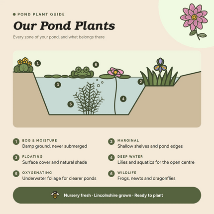 Nymphaea 'Black Princess'