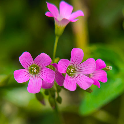 Oxalis corymbosa