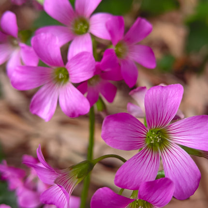 Oxalis corymbosa