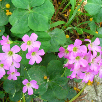 Oxalis corymbosa