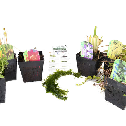 Pond Starter Packs - Pond topup Packs - Oxygenating - Compost and Pots Potted