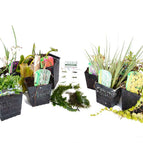 M Pond Pot - PPM