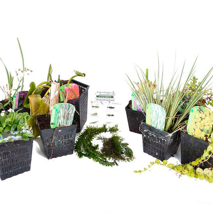 Pond Starter Packs - Pond topup Packs - Oxygenating - Compost and Pots Potted