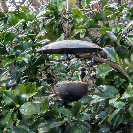 Chain Hanging Bird Feeder