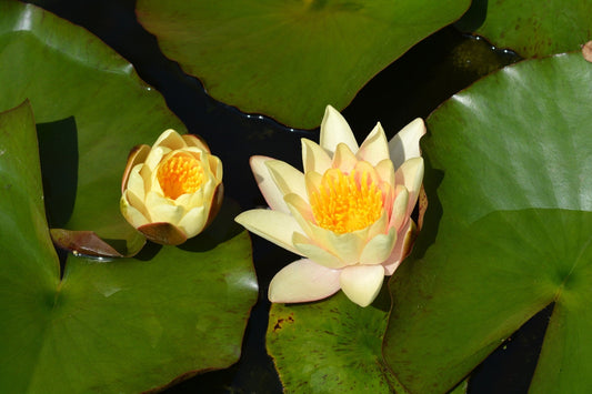 Paul Hariot Water Lily - Pond Plants - LW19