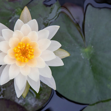 Nymphaea 'Peaches and Cream'