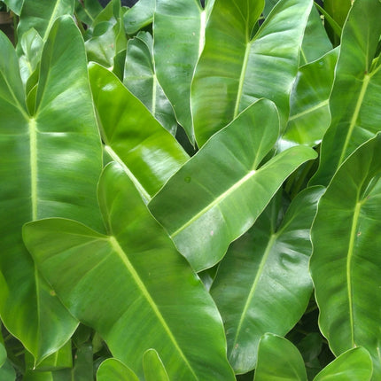 Peltandra undulata