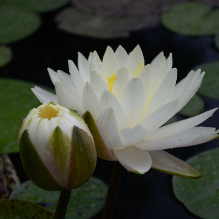 Nymphaea 'Perry's Double White'