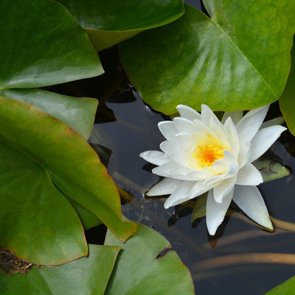 Nymphaea 'Perry's Double White'