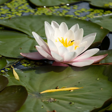 Nymphaea 'Perry's Double White'