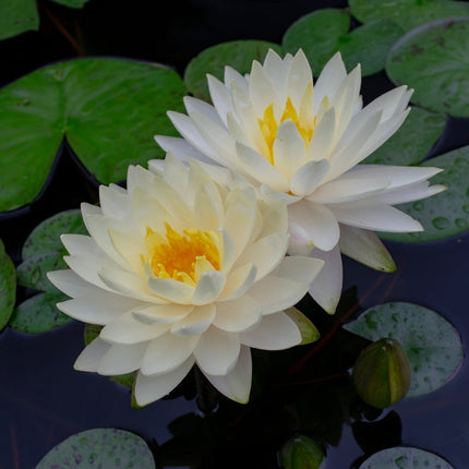 Nymphaea 'Perry's Double White'