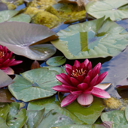 Nymphaea 'Perry's Almost Black'