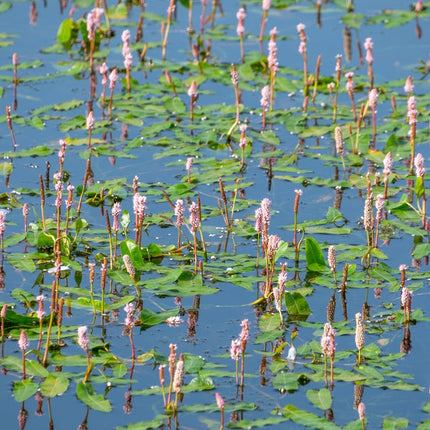 Persicaria bistorta