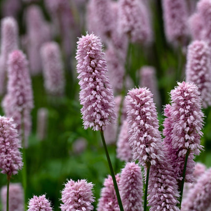 Persicaria bistorta