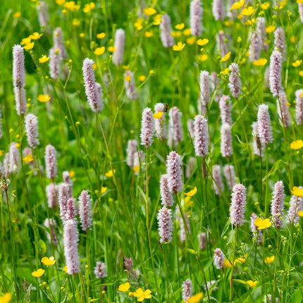 Persicaria bistorta