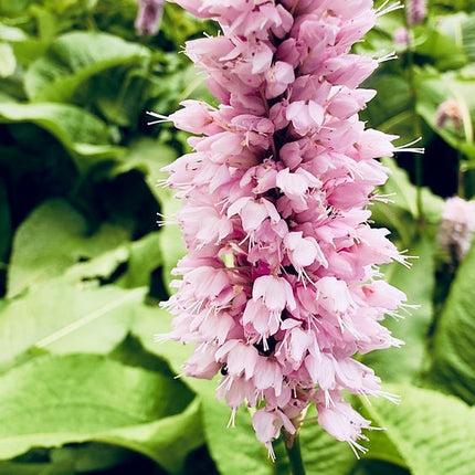 Persicaria bistorta