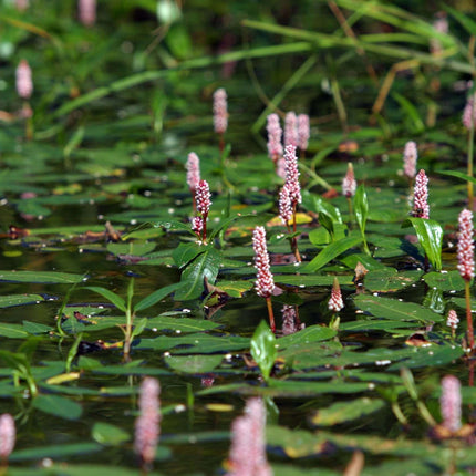 Persicaria amphibia
