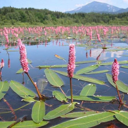 Persicaria amphibia