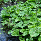 1 / 7cm Bareroot