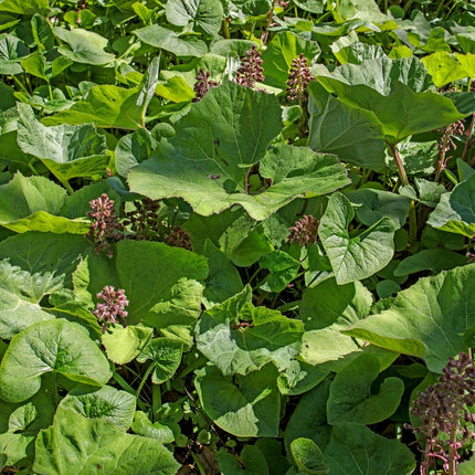Petasites hybridus