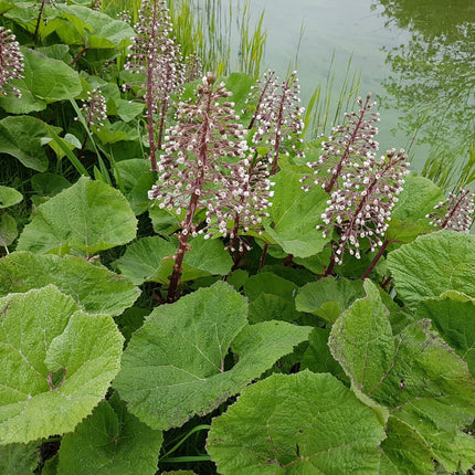 Petasites hybridus