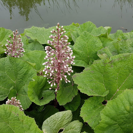 Petasites hybridus
