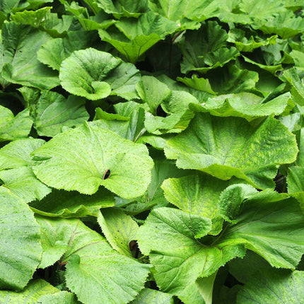 Petasites japonicus giganteus