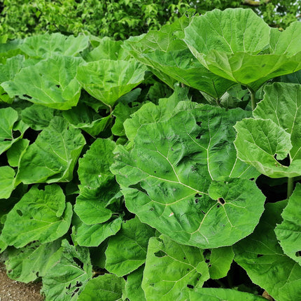 Petasites japonicus giganteus