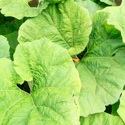 Petasites japonicus giganteus